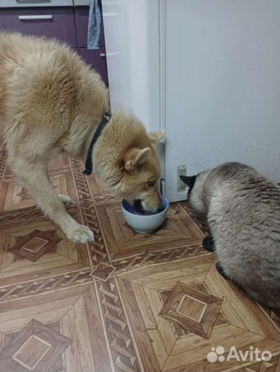 Хаски лайка