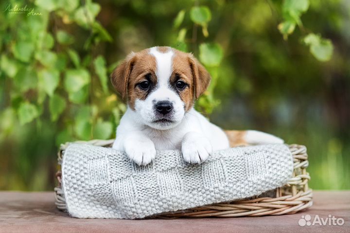 Щенки джек Рассел терьер гладкошерстный