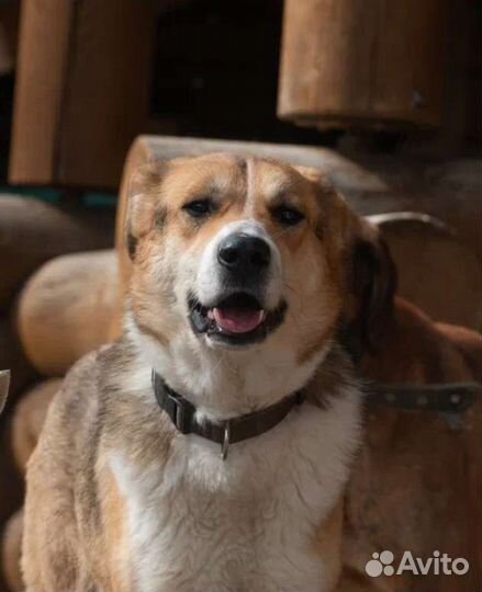 Весёлый Лучик в поисках хозяина