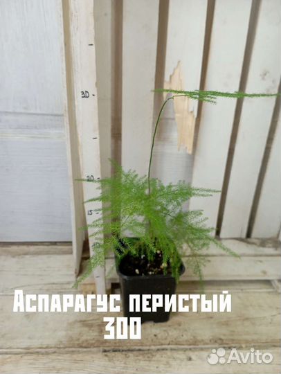 Комнатные цветы растение аспарагус 2 сорта
