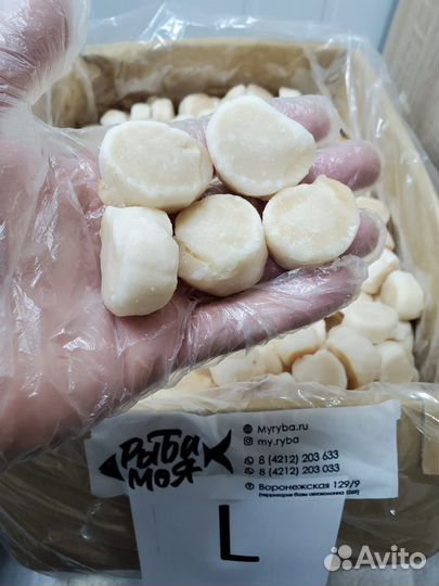 Гребешок Курильский