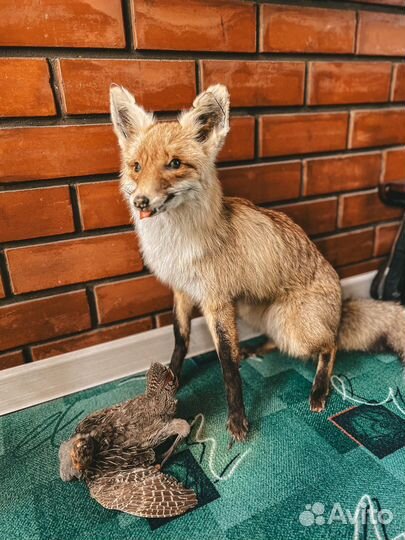 Чучела животных