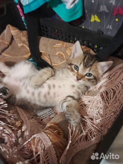 Отдам котят