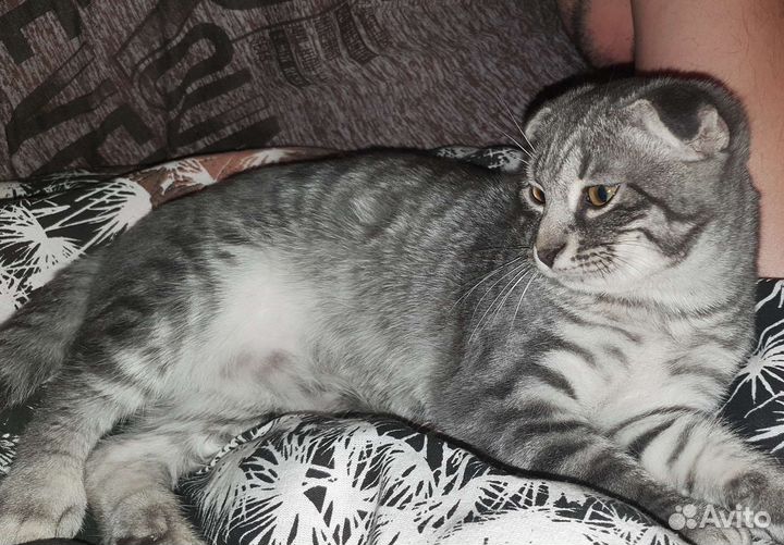 Вислоухий котенок, девочка