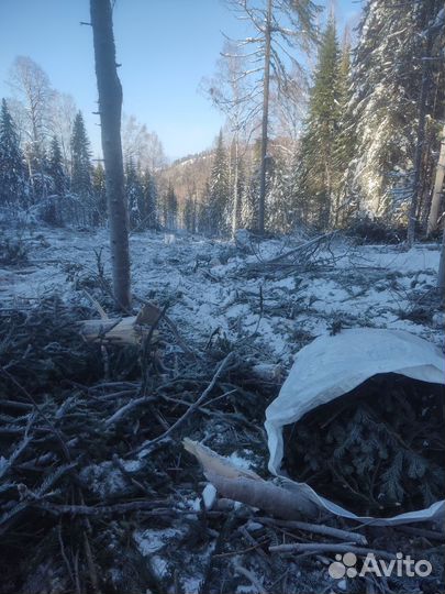 Пихтовое масло