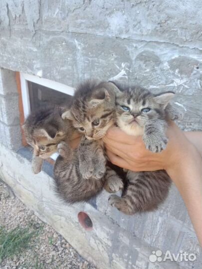 Котята девочки