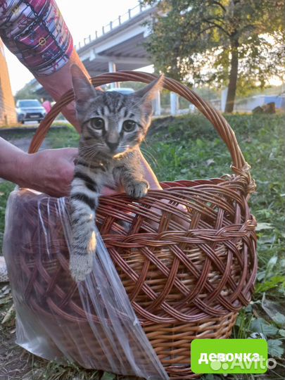 Спасите девочку котенка