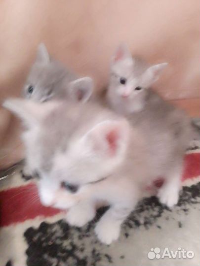 Котята в добрые руки