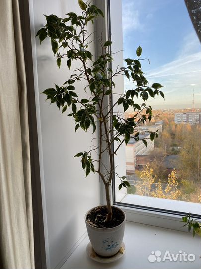 Фикус бенджамина пестролистный