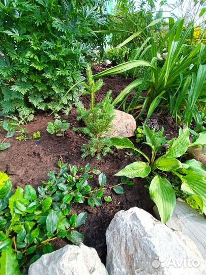 Многолетники и хвойники