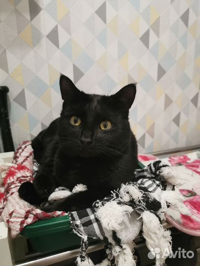 Нежный котик в частный дом