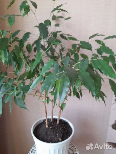 Фикус Бенджамина