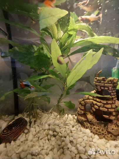 Аквариумные рыбки гуппи