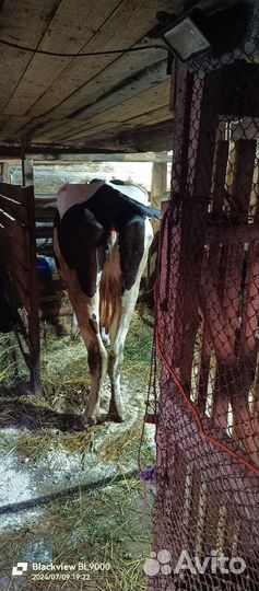 Коровы и телки на продажу