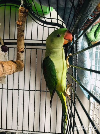 Александрийский попугай ручной