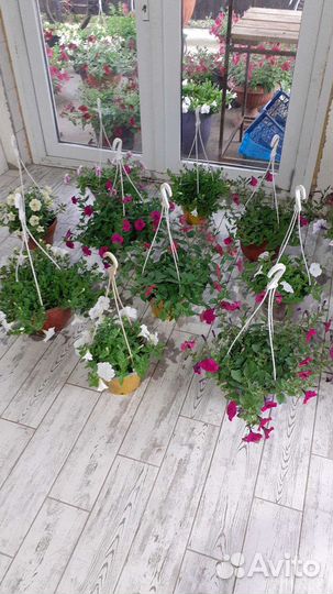 Петуния ампельная Тайдал и Опера