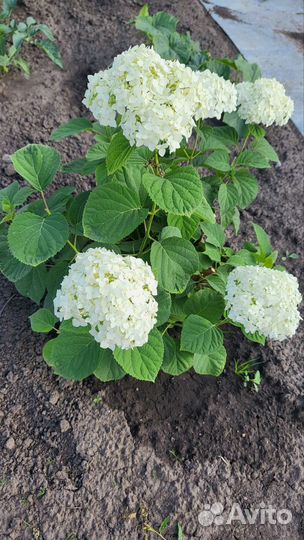 Гортензия крупнолистная саженцы