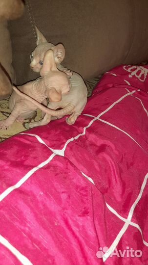 Продажа котят сфинксов