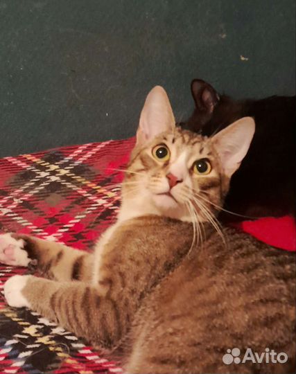 Молодой ласковый котик 10 месяцев