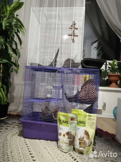 Крыса Дамбо с клеткой