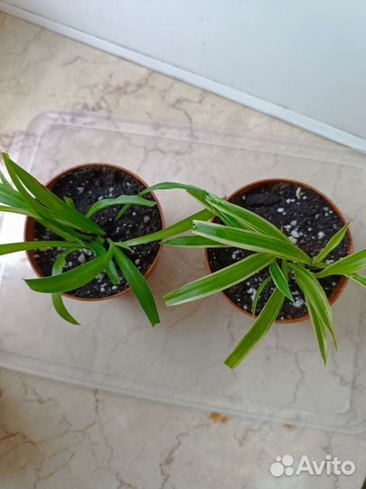 Хлорофитум