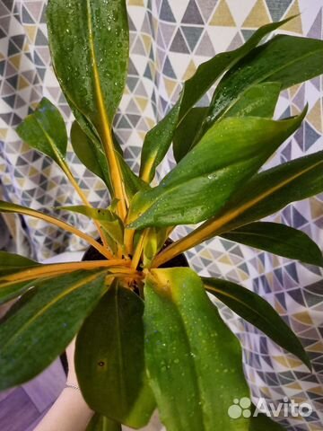 Хлорофитум грин оранж