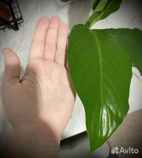 Спатифиллум