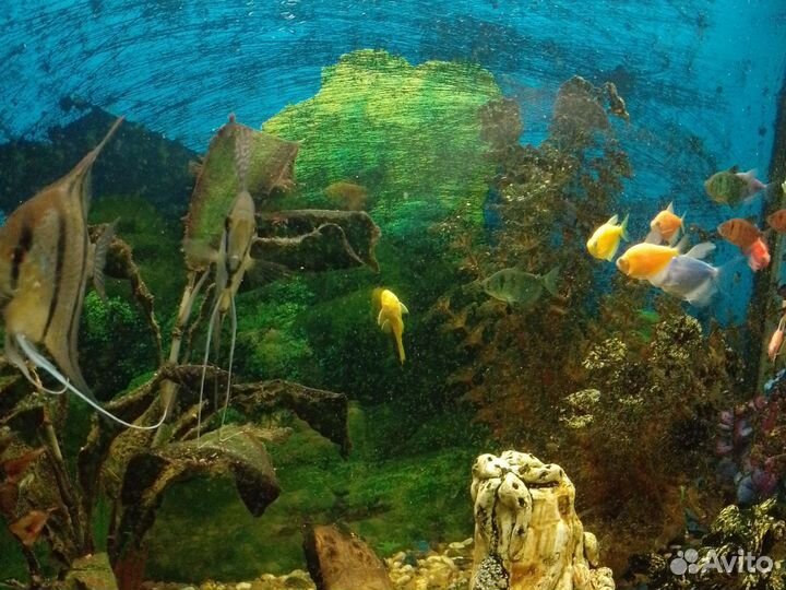 Аквариум с рыбками