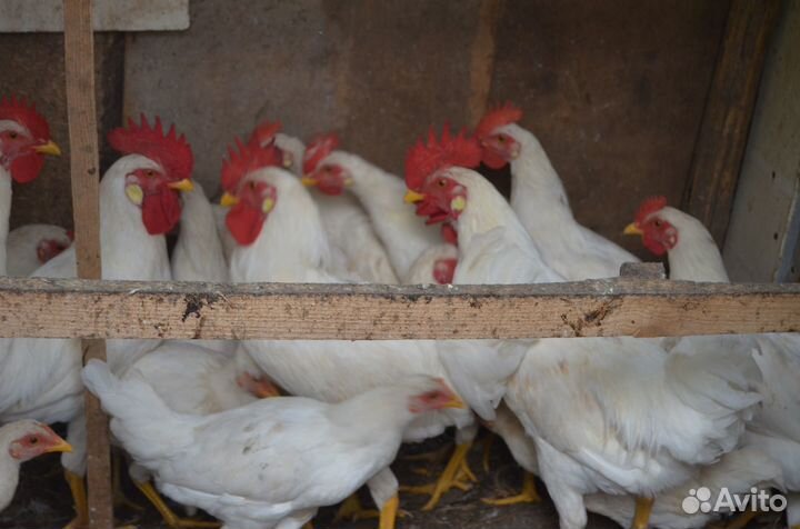 Молодые петухи от домашних курочек