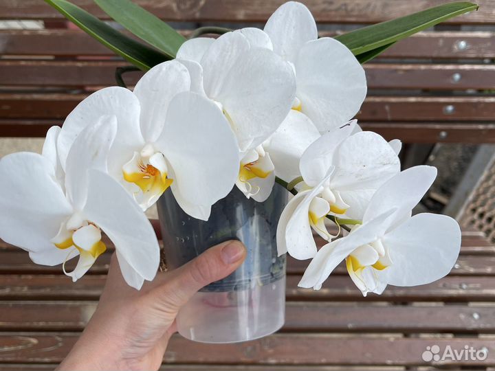 Белая Орхидея Ампельная