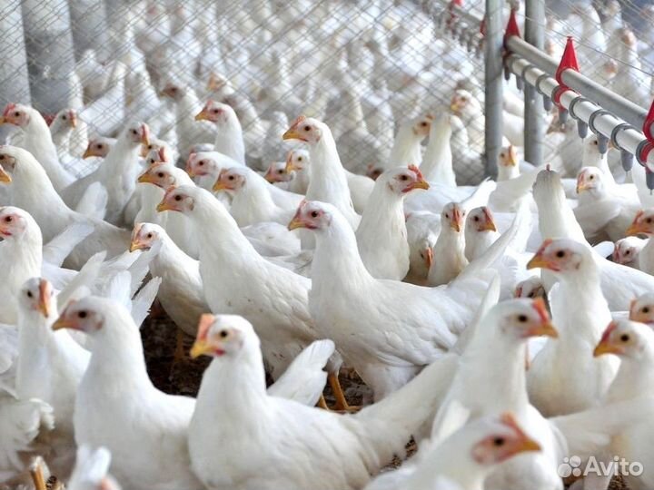 Куры несушки Кросс Коралл порода