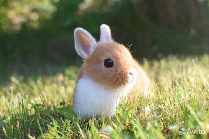 Карликовые, декоративные кролики разных пород