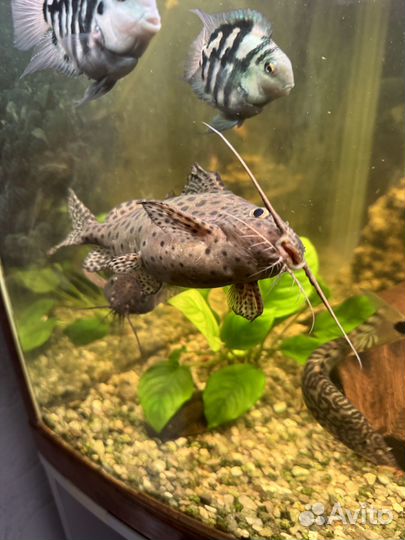 Сом синодонтис, скалярия