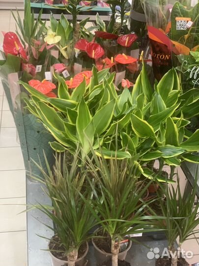 Комнатные растения цветы