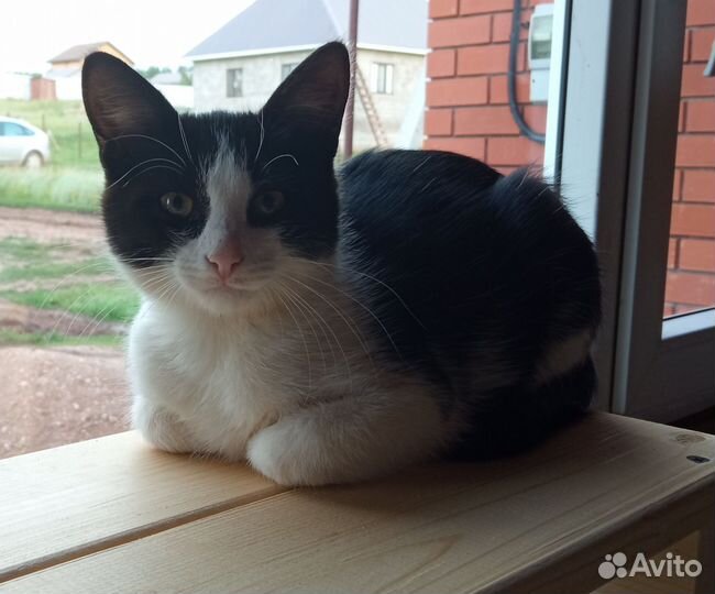 Кошка мышеловка