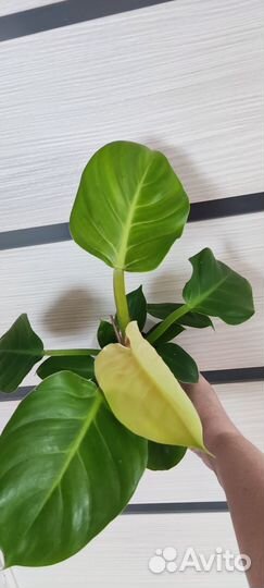 Фил монстера сциндапсус