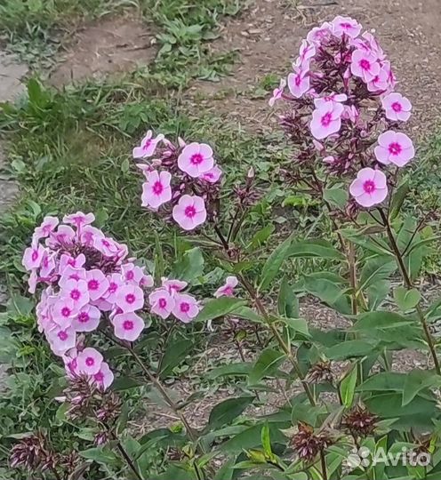 Садовые многолетние цветы