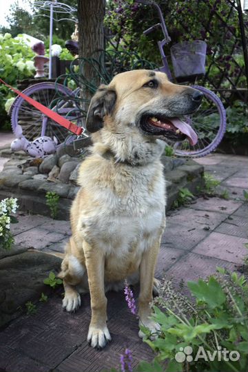 Очаровательная Маня 2 года ищет дом