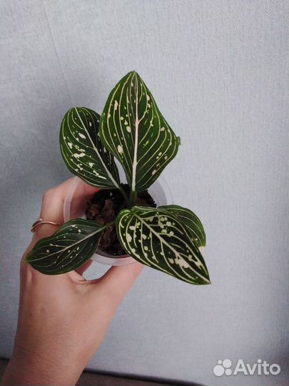 Аглаонема 2 (детки и подростки )