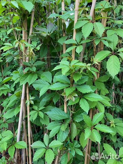 Новинка Девичий виноград 2 м+ в горшках 18 л