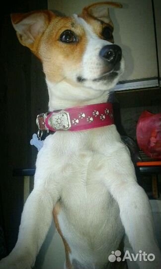 Джек Рассел терьер вязка