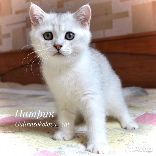 Котенок британской серебристой шиншиллы (мальчик)