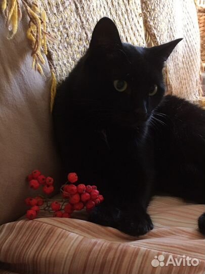 Кошечка Тася молодая.стерильная