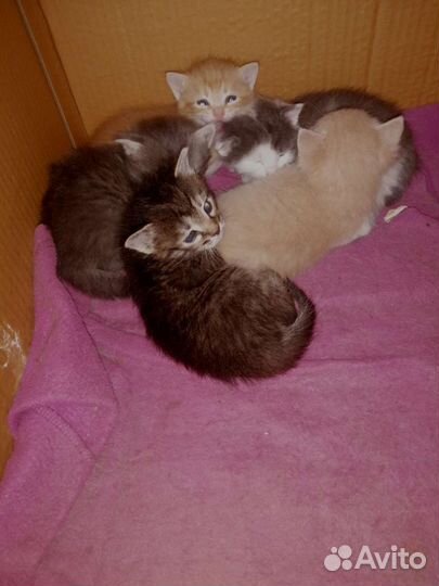 Шикарные котята