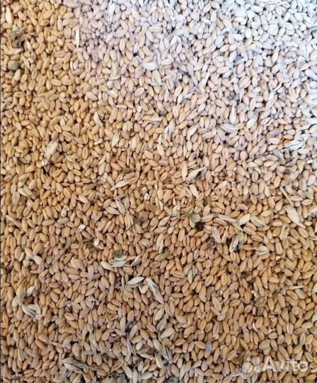 Ячмень озимый, Кормовой ячмень на корм