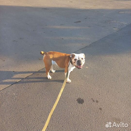 Собаки бесплатно