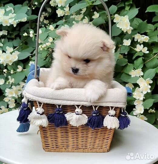 Щенки померанского шпица