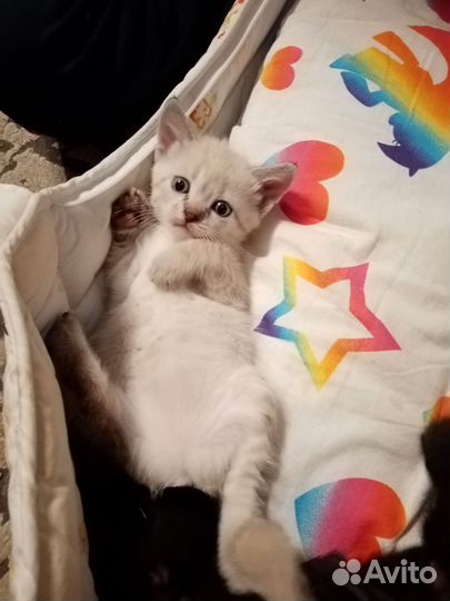 Котята Тайской кошки