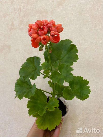 Пеларгония Red Pandora