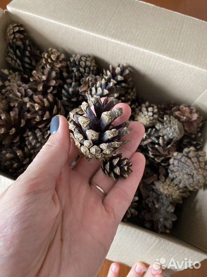 Сосновые шишки